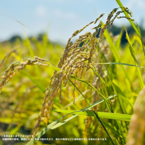 太陽の涙（茨城県産コシヒカリ）
